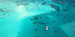 Ocean Free and Ocean Freedom - Cairns Premier Reef and Island Tours - Accommodation Rockhampton